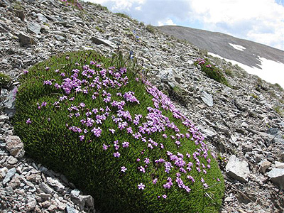 Alpine Polsterpflanze